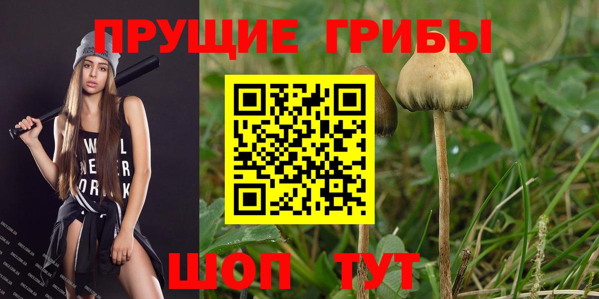 Галлюциногенные грибы Psilocybe Алатырь